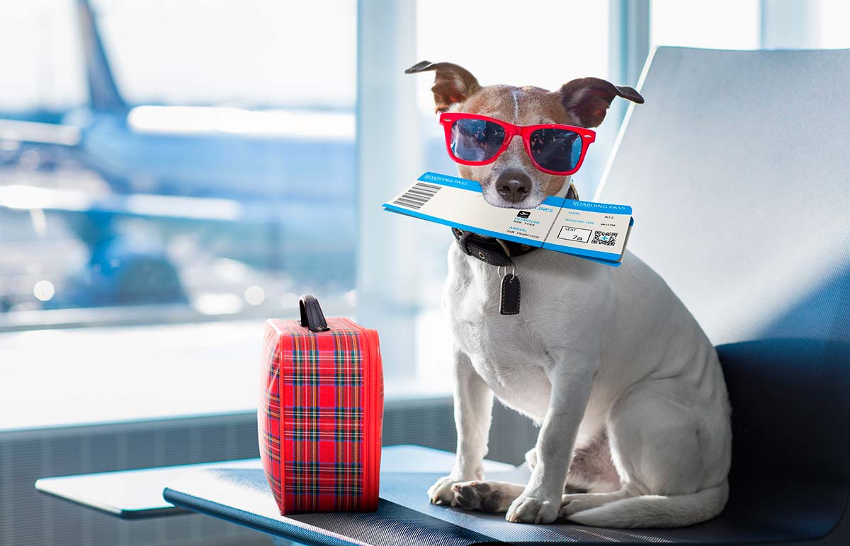 5 главных вопросов о перевозке собак в салоне самолета