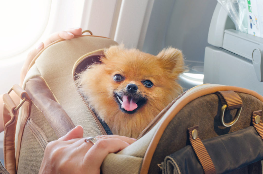 5 главных вопросов о перевозке собак в салоне самолета в 2023 году