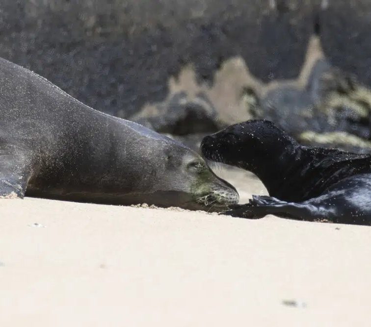 На Гавайях оградили часть пляжа Каймана, чтобы редкие тюлени смогли обзавестись потомством