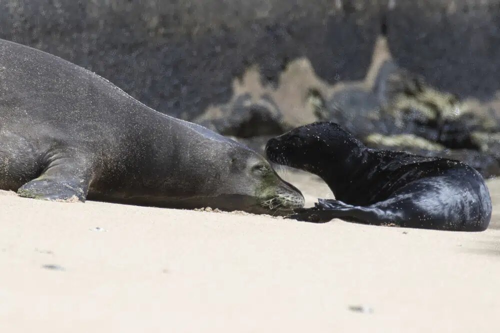 На Гавайях оградили часть пляжа Каймана, чтобы редкие тюлени смогли обзавестись потомством
