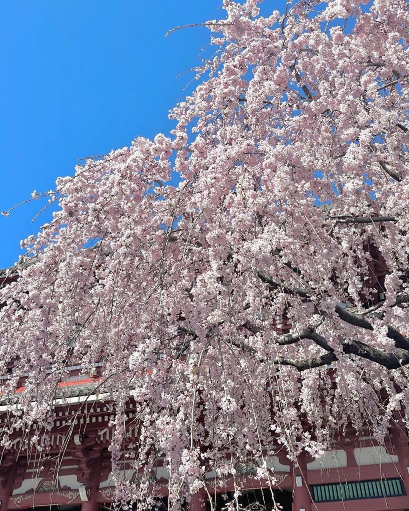 Сакура цветет — весне дорогу: собрали фото японской вишни в цвету