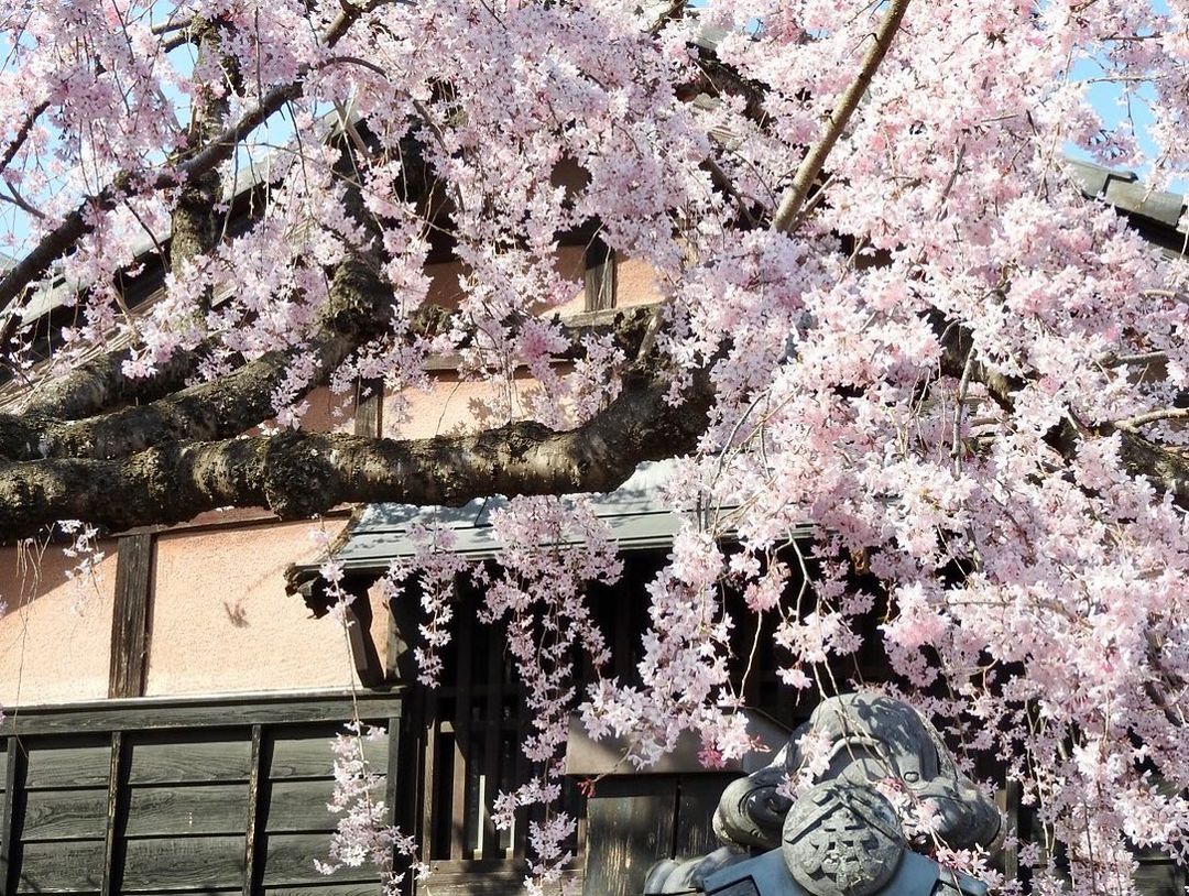 Сакура цветет — весне дорогу: собрали фото японской вишни в цвету