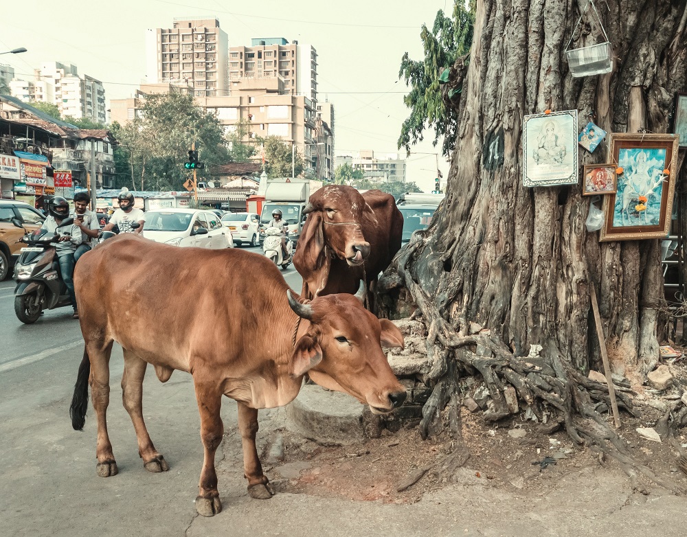 Уважение к коровам, трехдневные свадьбы, босые люди — какие ритуалы в Индии традиционные