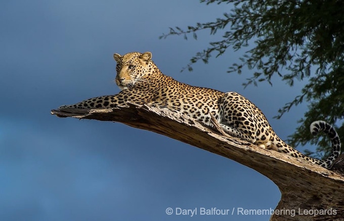 Фотографы посвятят леопардам книгу серии  "Вспоминая дикую природу"