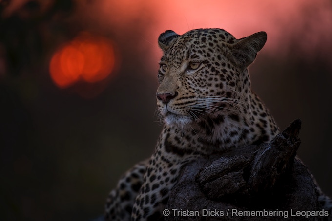 Фотографы посвятят леопардам книгу серии  "Вспоминая дикую природу"