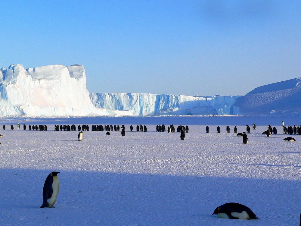 Путешественникам предлагают отправиться в экспедицию по Антарктиде