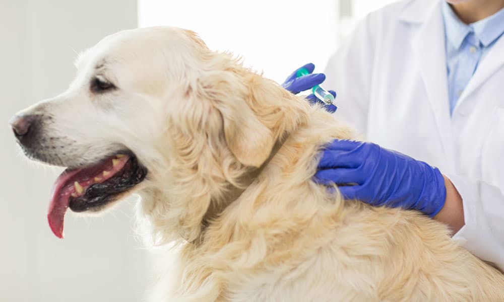 Требования к вакцинации собак в США и Евросоюз
