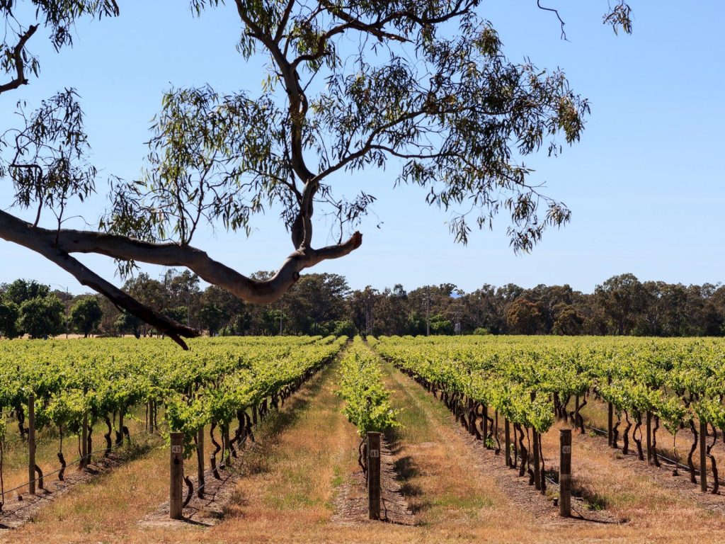 Путешествие по виноградникам недалеко от Мельбурна
