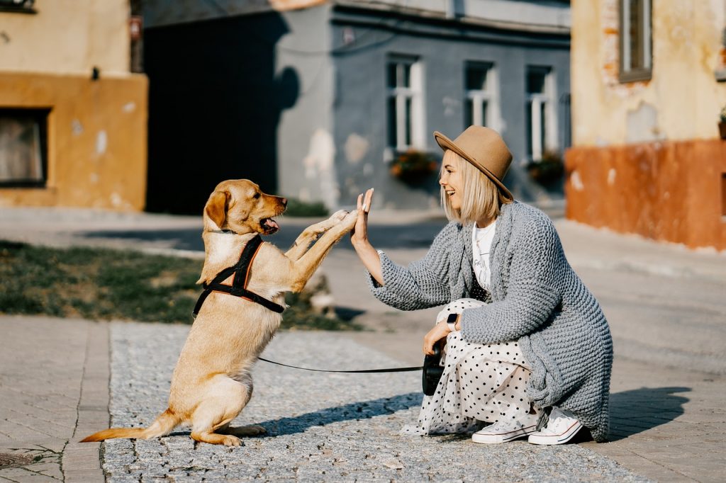 5 лучших стран для путешествий с собакой
