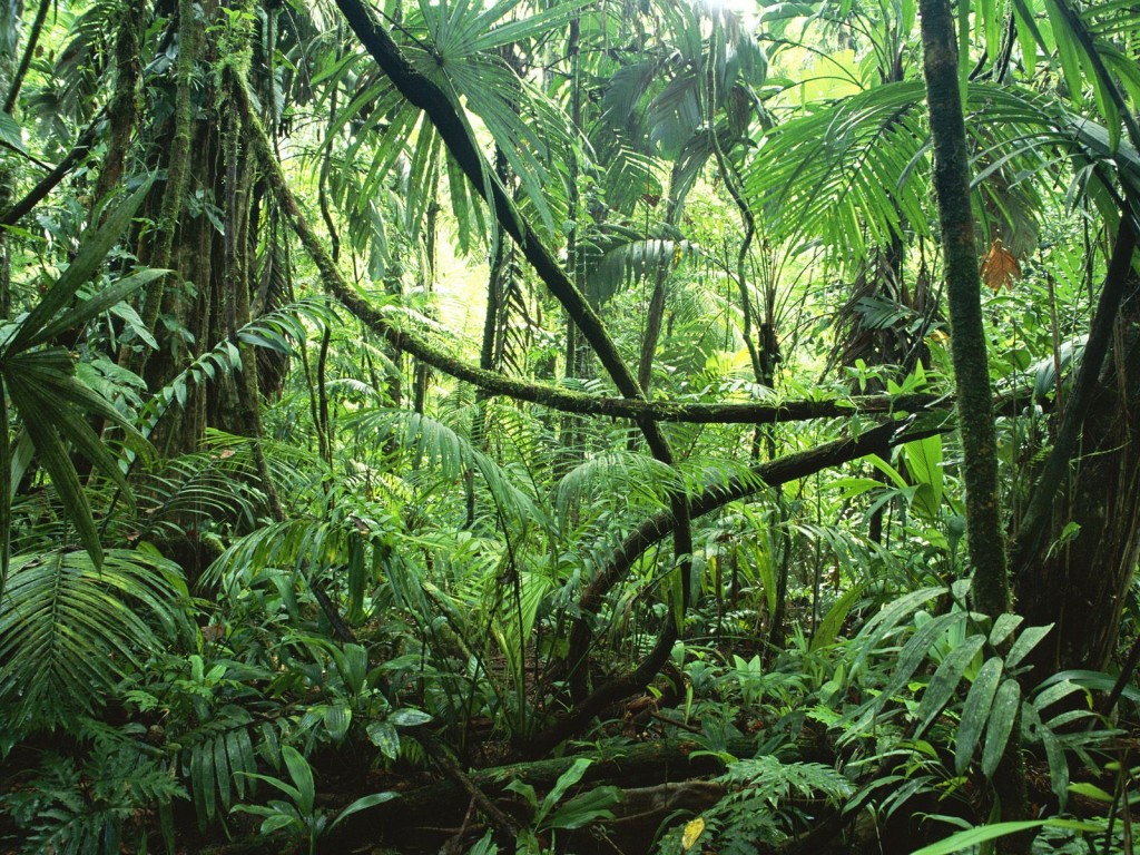 5 лучших локаций для отдыха в джунглях 