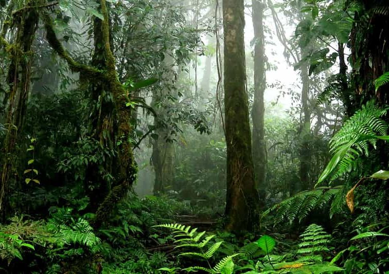 5 лучших локаций для отдыха в джунглях 