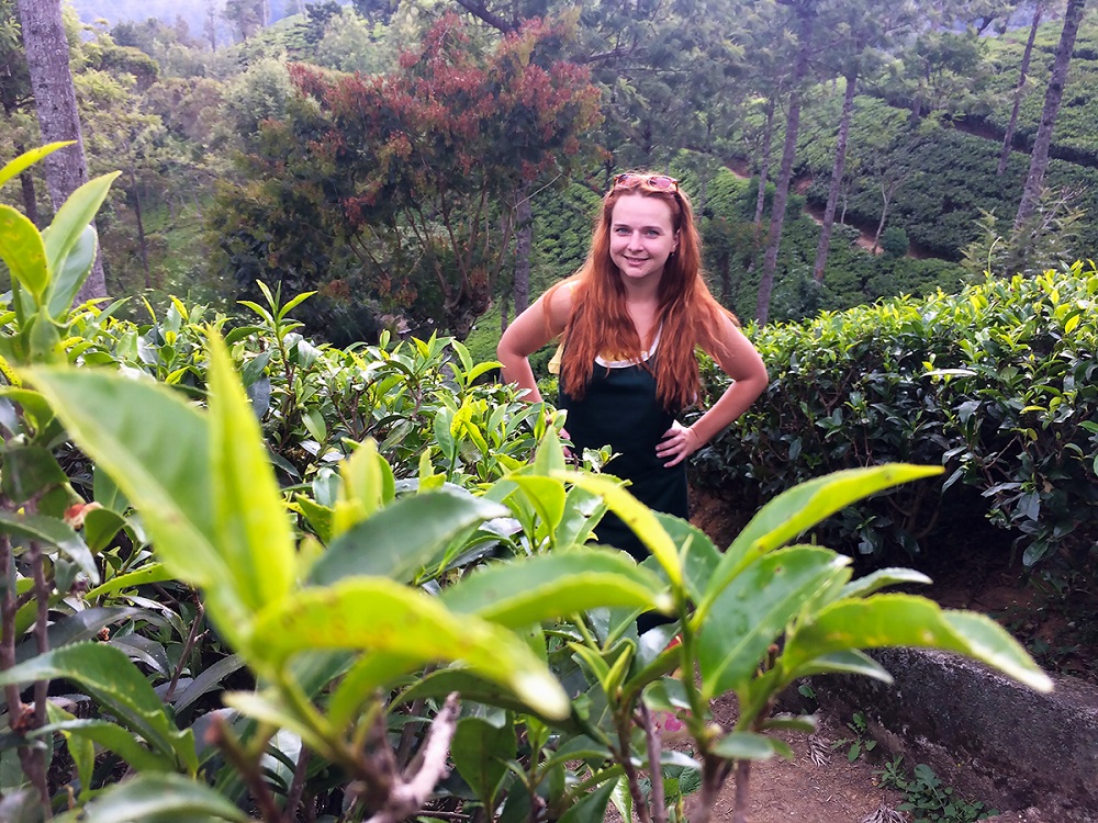 Путешествие на Цейлон за цейлонским чаем