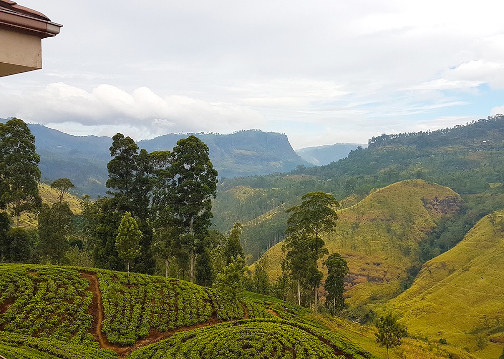 Путешествие на Цейлон за цейлонским чаем
