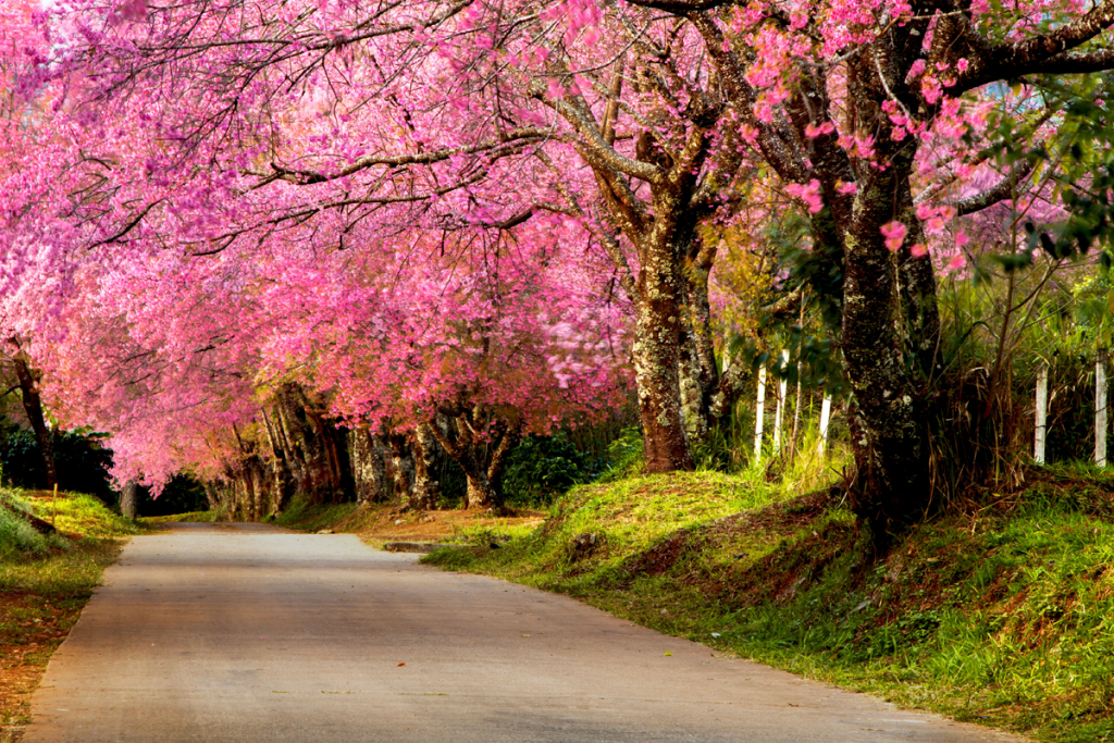 6 лучших мест с цветущей сакурой   