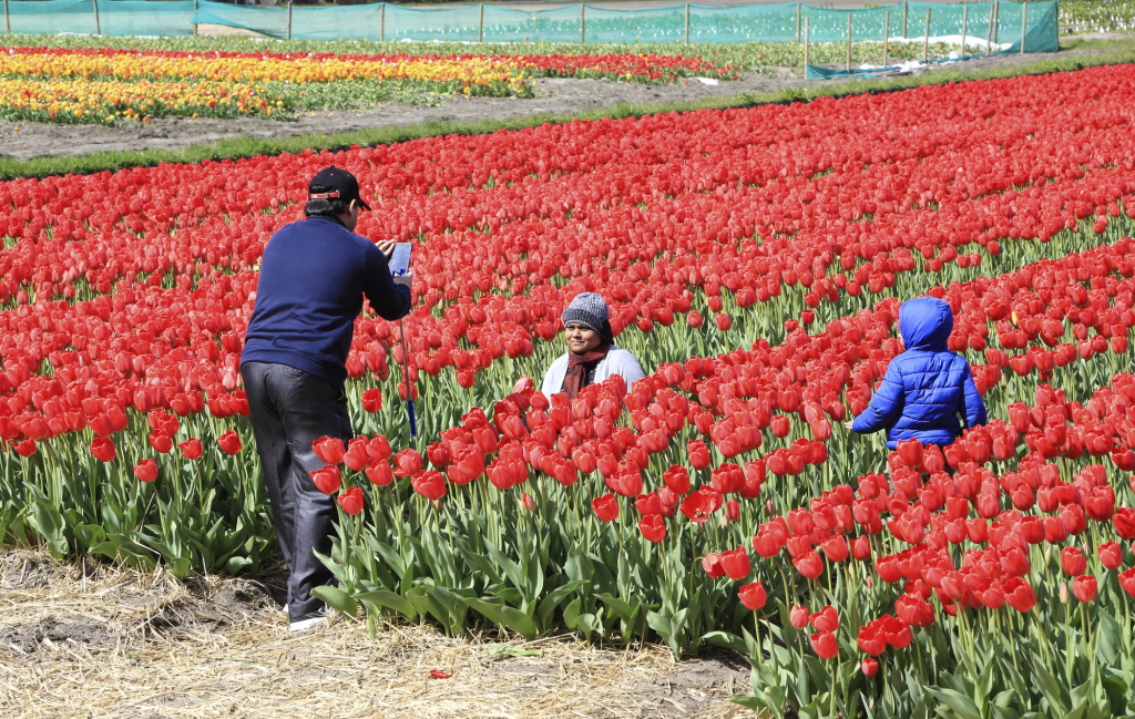 Ах тюльпаны, мои тюльпаны: самые красивые цветочные поля в Нидерландах