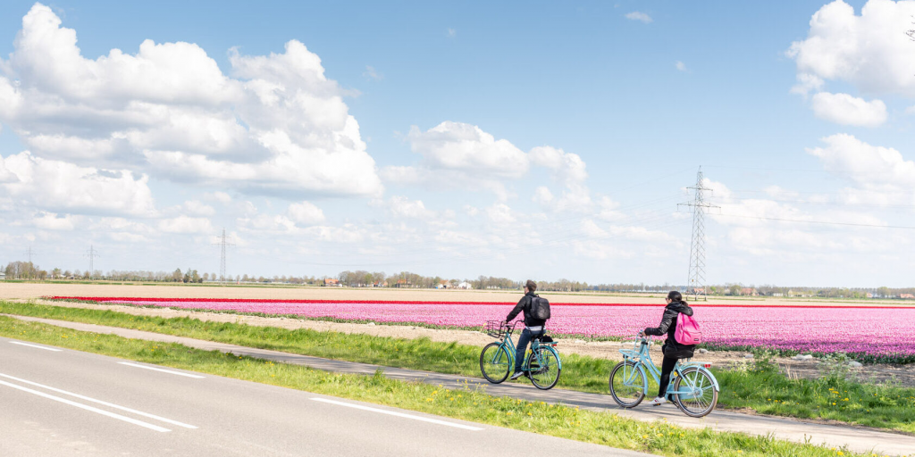 Ах тюльпаны, мои тюльпаны: самые красивые цветочные поля в Нидерландах