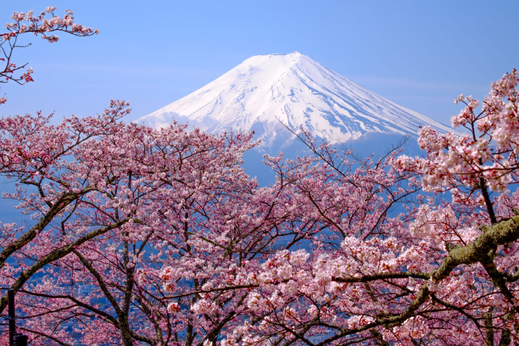 6 лучших мест с цветущей сакурой   
